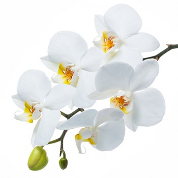 Стол обеденный Танго белый/Орхидея в Большой Мурте - bolshaya-murta.mebel54.com | фото